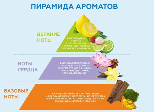 как выбрать духи по нотам